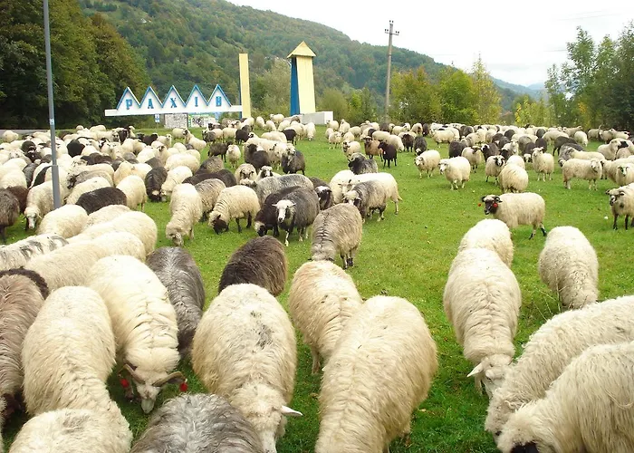 тушер Rachów